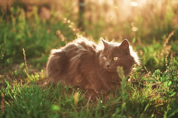 松懈的小猫咪欣赏阳光绿花园 猫躺在地上 野外放生的黑宠物 — 图库照片
