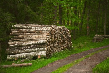 Büyük kereste kütükleri mobilya ve kereste üretimi için kereste fabrikasında hazırlanır. Ekolojik Hasar.