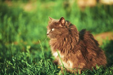 Rahatlamış Genç Kedi Yeşil Bahçede Güneşli Günün tadını çıkarıyor. Rahat kedi ve güneşli yeşil bahçe. Doğada samimi bir an. Genç evcil kedi dışarıda yürüyor..