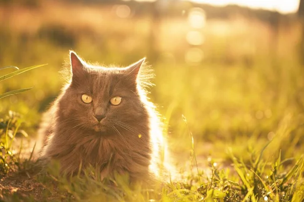 Pisica Întinsă Terenul Iarbă Lumina Soarelui Pisică Domestică Tânără Plimbare — Fotografie, imagine de stoc