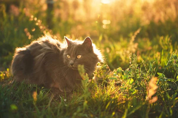 緑の庭で晴れた日を楽しむリラックスした若い猫 リラックスした猫と日当たりの良い緑の庭 自然の中で居心地の良い瞬間 屋外で散歩中の若い猫 — ストック写真