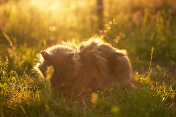 Uvolněná Mladá Kočka Užívá Slunné Zelené Zahrady Kočka Leží Zemi — Stock fotografie