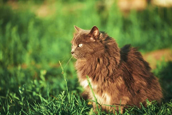 초록색 정원에서 써니의 즐기고 고양이 고양이와 양지바른 에서의 순간이었다 집고양이 — 스톡 사진