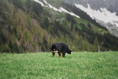 Bernese köpeği çimenlerde oynuyor. Genç dağ köpeği çayırda oynuyor. Alp dağlarında bir köpek.