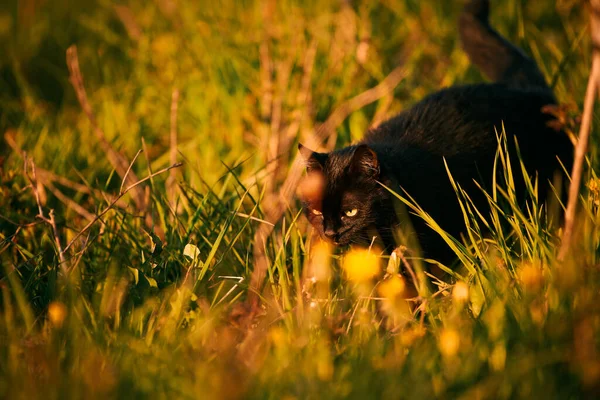 Gyönyörű Kóbor Macska Természetben Macska Zöld Fűben — Stock Fotó