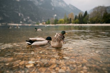 İtalya 'nın Como Gölü kıyısındaki Mallard Ördekleri ve Kazları. Kaz ve ördekler Como İtalya Alpleri yakınlarındaki Garde gölünde..