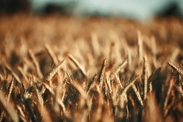 Pšeničné Pole Pozadí Pole Zemědělské Pšenice Koncept Bohaté Sklizně Uši — Stock fotografie