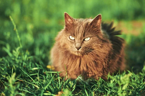 Cat lying on the grass ground in sunlight glow. Young domestic cat on a walk outdoors. Relaxed cat and sunny green garden.