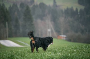 Mutlu genç Bernese yavrusu. İsviçre Alplerinde Sevimli Bernese Dağ Köpeği Portresi