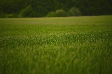 Taze yeşil arpa gevreği tarlası. Tarım alanı. Yeşil arpa tarlada.