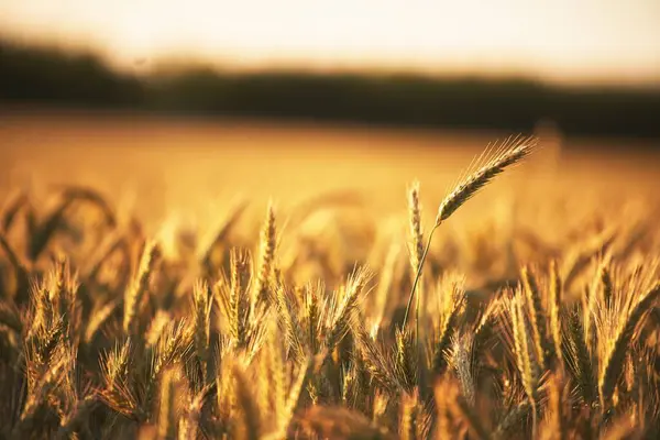 Goldener Sonnenuntergang Über Einem Üppigen Weizenfeld Die Landschaft Der Bäuerlichen — Stockfoto