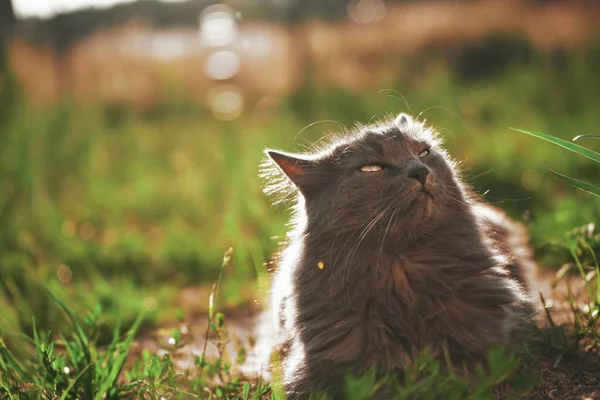 Avslappnad Ung Katt Njuter Den Soliga Gröna Trädgården Grå Katt — Stockfoto