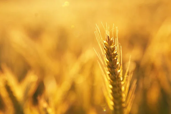 Zlatá Pšeničná Pole Pod Zapadajícím Sluncem Poskytují Detailní Pohled Úrodu — Stock fotografie