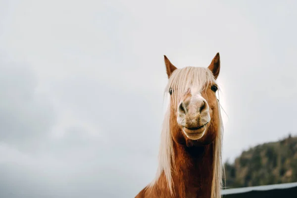 パロミノ ハフリンガー スタリオン アルプス動物エレガンスの肖像画 ブロンドの演技を持つ男性の馬 — ストック写真