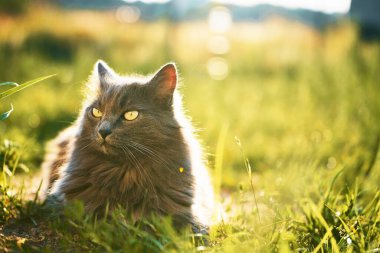 Rahatlamış Genç Kedi Yeşil Bahçede Güneşli Günün tadını çıkarıyor. Rahat kedi ve güneşli yeşil bahçe. Doğada samimi bir an. Genç evcil kedi dışarıda yürüyor..