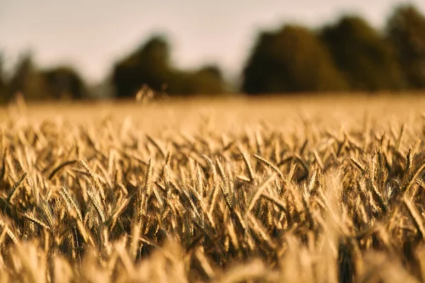 Weizenfeldlandschaft Sonnenuntergang Reiche Ernte Atemberaubende Weizenfeld Landschaft Bei Sonnenuntergang Landwirtschaftliche — Stockfoto