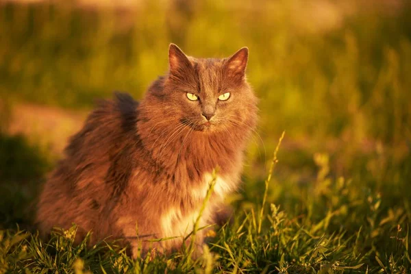 Nyugodt Fiatal Macska Élvezi Napfényes Zöld Kertet Macska Földön Fekszik — Stock Fotó
