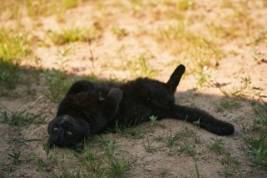 Ev verandasının yakınındaki çayırda yatan kara kedi. Açık havada evcil hayvan..