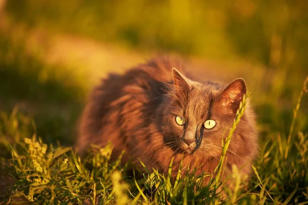 Kot Leżący Trawie Słońcu Młody Kot Spacerze Świeżym Powietrzu Zrelaksowany — Zdjęcie stockowe
