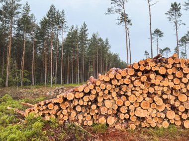 Büyük kereste kütükleri mobilya ve kereste üretimi için kereste fabrikasında hazırlanır. Ekolojik Hasar.