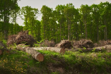 Ormanda taze kesilmiş odunların istiflenmiş kütükleri. Ormandaki çam ağacından kütükler yığılmış. Doğranmış ağaç kütükleri üst üste dizilmiş..