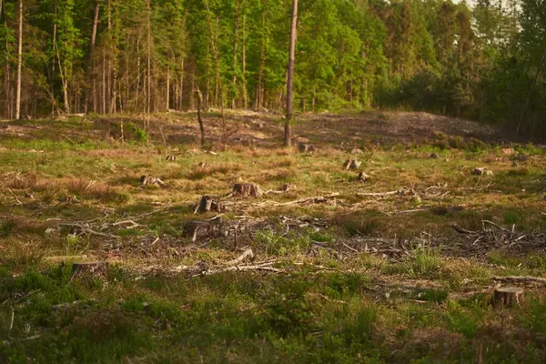 Deforestación Los Tocones Muestran Que Sobreexplotación Conduce Deforestación Que Pone —  Fotos de Stock