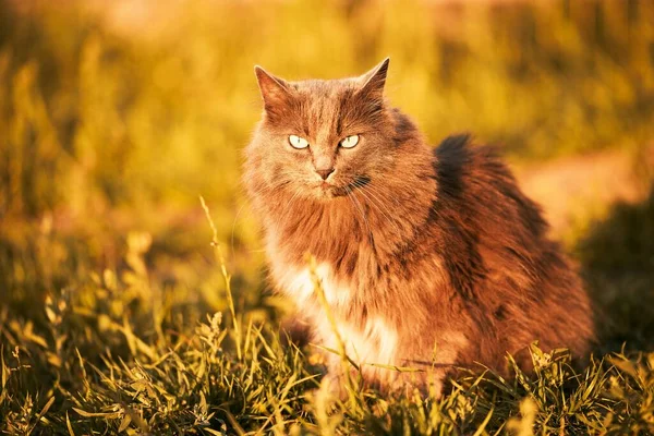 Katze Liegt Sonnenlicht Auf Dem Rasenboden Junge Hauskatze Auf Einem — Stockfoto