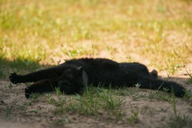 Kedi yerde yatar. Vahşi doğada rahat bir siyah hayvan.