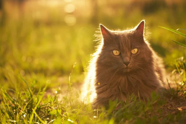 눈부신 햇살을 받으며 풀밭에 고양이 집고양이 밖에서 산책을 있습니다 휴식을 — 스톡 사진