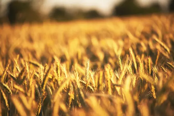 Pšeničné Pole Pozadí Pole Zemědělské Pšenice Koncept Bohaté Sklizně Uši — Stock fotografie