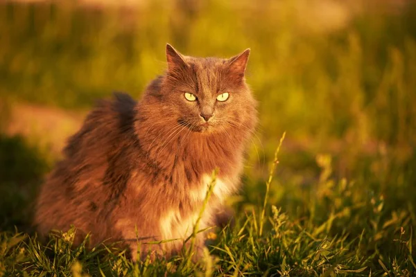 Розслаблений Молодий Кіт Насолоджується Сонячно Зеленим Садом Сірий Кіт Сонячно — стокове фото