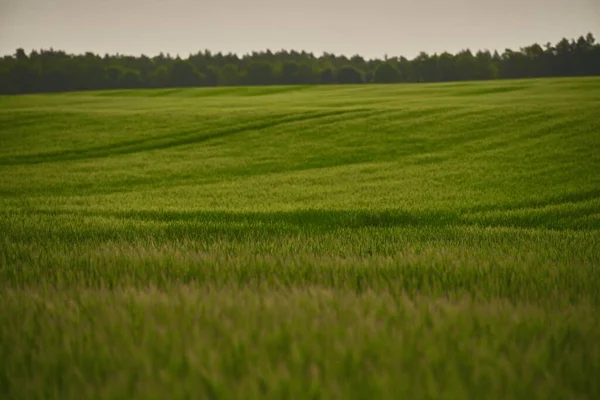 Obejmując Żywy Zielony Krajobraz Wiejskiego Pola Trawy Krajobraz Zieloną Trawą — Zdjęcie stockowe