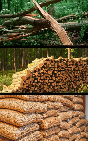 Wood pellets for stoves and boilers. Steps of production wood pellets. Sustainable future concept.