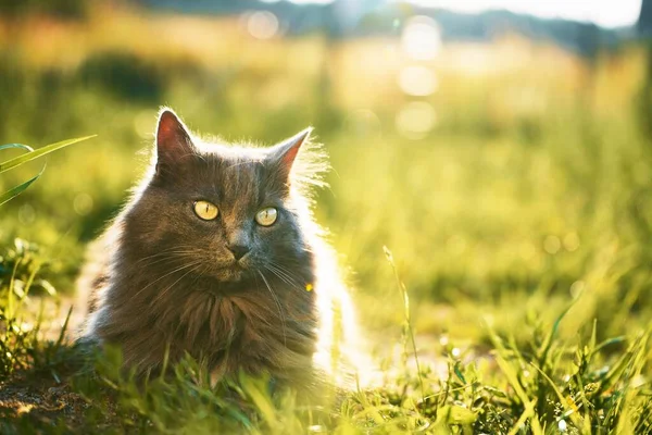猫躺在草地上晒太阳 年轻的家猫在户外散步 松懈的猫和阳光明媚的绿色花园 — 图库照片