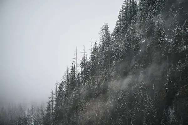 Misty Serenity Voyage Travers Forêt Enchanteresse Conifères Les Montagnes Majestueuses — Photo