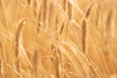 Buğday tarlası. Tarım buğday tarlası geçmişi. Zengin hasat konsepti. Altın buğday kulakları yakında. Güzel Doğa Günbatımı Manzarası. Parlayan Güneş Işığı Altında Kırsal Tarım Manzarası.