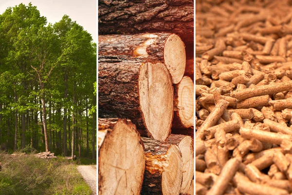 From Woods to Heat in Homes. The Journey of Wood Pellet Production. Wood pellets for stoves and boilers. Sustainable future concept.