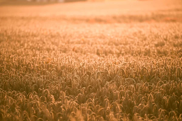 金色的落日笼罩在富饶的麦田上 农村农园景观沐浴在阳光灿烂的丰收在望中 夕阳西下落日下的小麦田园景观 — 图库照片