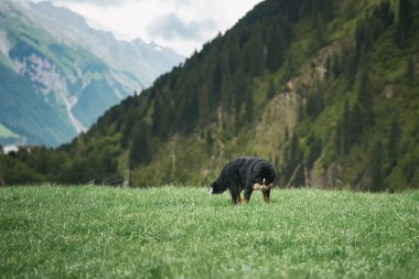 Neşeli Bernese Dağ Köpeği Alp Parkı 'nda oyun oynuyor. Mutlu bir Bernese Dağ Köpeği İsviçre Alpleri 'nin yemyeşil otlarında oynuyor..