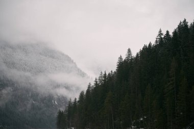 Kozalaklı Orman ve Dağlar Peyzaj Gezisi huzurlu yaz manzarası yeşili. Köknar ormanıyla puslu manzara