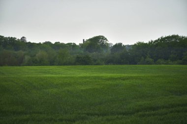 Tarım genç buğday tarlası. Şafakta buğday tarlası. İlkbaharda tarım arazisinin manzaralı görüntüsü. Toprağın güzelliğini keşfedin.