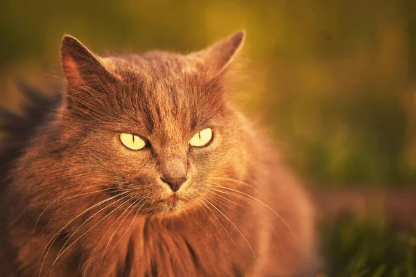 초록색 정원에서 써니의 즐기고 고양이 고양이와 양지바른 에서의 순간이었다 집고양이 — 스톡 사진