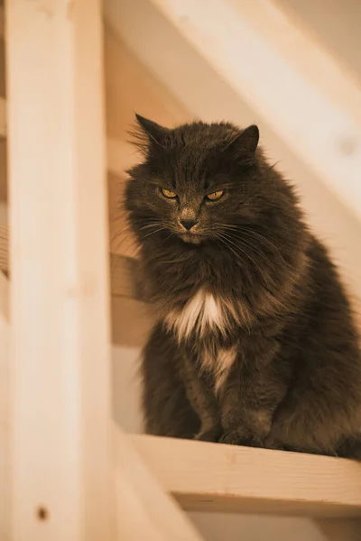Evin Ahşap Merdivenlerindeki Kedi Bir Evin Içindeki Evcil Hayvan — Stok fotoğraf