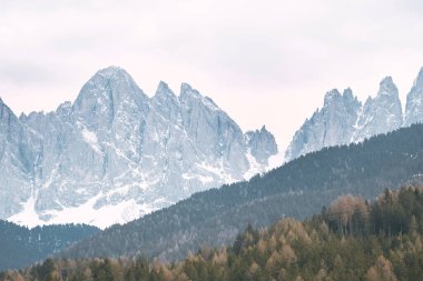 Majestic Dolomites Peyzajı. İtalyan Alplerinde karla kaplı dağlar ve çam ağaçları. Önünde çam ağaçları olan karlı bir dağ..