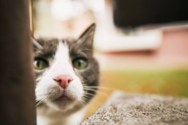 Serene Garden 'da gezen meraklı bir siyah kedi yavrusu. Parlak sarı gözlü sevimli evcil kedi doğanın tadını çıkarıyor. Sevimli Kedi Arka Bahçe Güzelliğini Keşfediyor