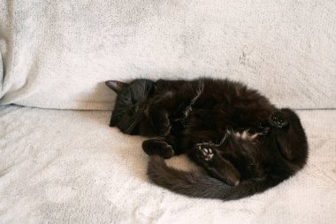 Tembel kedi gün ortasında bir kanepede uyur. Gün boyunca rahat bir uyku. Sırtüstü yatmış, göbekleri kalkık.