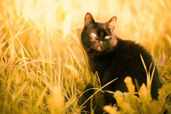Kíváncsi Macska Zöld Fűben Sárga Szeme Széles Csodától Egy Házimacska — Stock Fotó