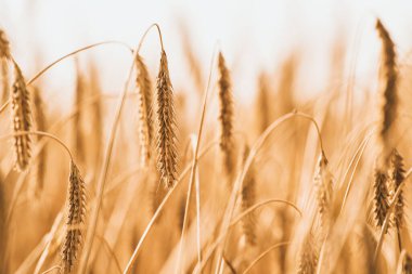 Çavdar ekmeğinin kulaklarını kapat, olgunlaşan çavdar tarlasını yaz günü. Gün doğumu ya da gün batımı. Tarım kavramı geçmişi