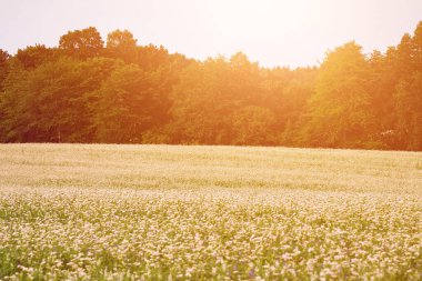 Canlı Karabuğday Çiçekleri Kırsal Araziyi Resmediyor. Büyüyen Yaz Karabuğday Tarlası Panoramik Manzarası. Tarım 'ın Doğal Güzelliğini Kucaklamak. Tarım kavramı.