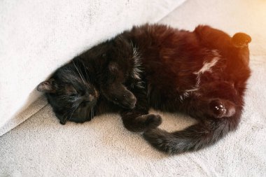 Sevimli Siyah Kedi Beyaz Arkaplanda Sırtüstü Uzanıyor